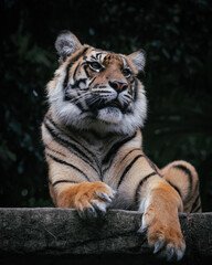 Sumatran tiger in Australian Zoo