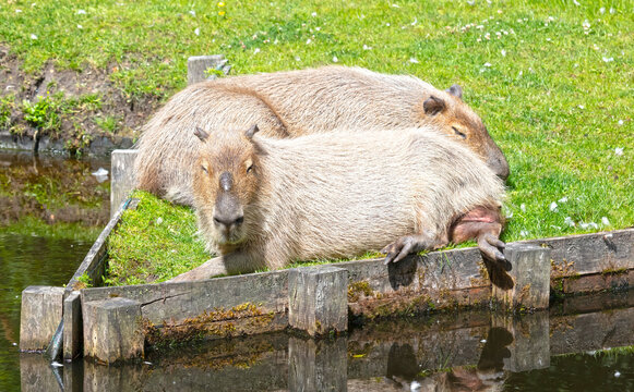 Capibaras (Hydrochoerus hydrochaeris) resting