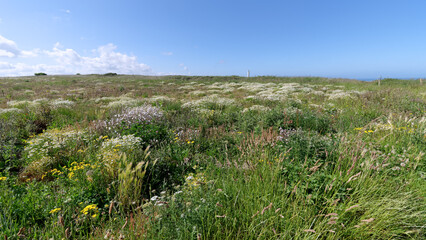 Fototapeta na wymiar Wild flowers in the Antifer cape. Normandy coast