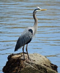 close up of a great blue heron standing upright on the boulders near morro rock in san luis obispo county on the central coast of california