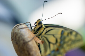 Close-up eines Schwalbenschwanz (papilio machaon).