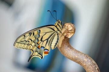 Schwalbenschwanz (papilio machaon). mit geschlossenen Flügeln