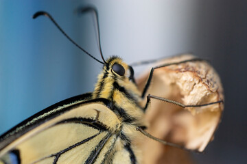 Close-up eines Schwalbenschwanz (papilio machaon).