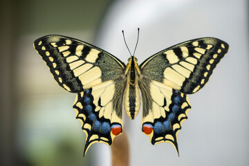 Fototapeta na wymiar Schwalbenschwanz (papilio machaon) breitet seine Flügel aus.