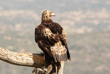 Golden eagle male in his favorite watchtower protecting a recently hunted rabbit with the first light of the morning