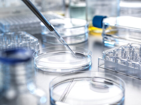 Pipette transferring solution into petri dish in laboratory