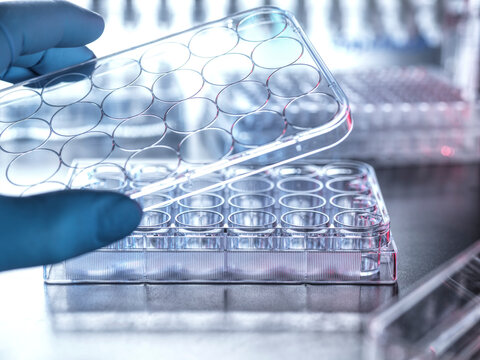 Scientist holding microplate cover in laboratory