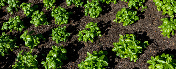 Fresh organic basilic leaves in the garden. Fresh herbs for cooking. Botanical name is Ocimum basilicum