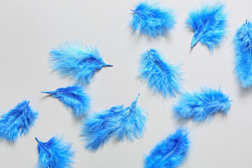 Obraz premium Beautiful blue feathers on light background