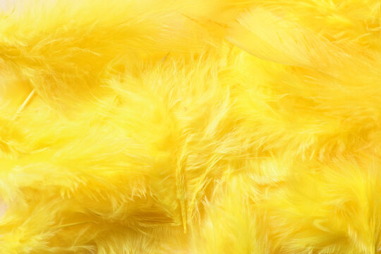 Beautiful Yellow Feathers As Background