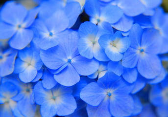 写真素材：青いあじさいの花