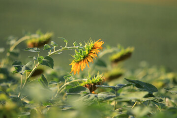Ripening sunflower seeds on a farm field