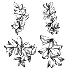 Thyme vector isolated plant with leaves. Herbal engraved style illustration. Detailed organic product sketch.The best for design logo, menu, label, icon, stamp.