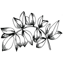 Thyme vector isolated plant with leaves. Herbal engraved style illustration. Detailed organic product sketch.The best for design logo, menu, label, icon, stamp.