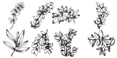 Thyme vector isolated plant with leaves. Herbal engraved style illustration. Detailed organic product sketch.The best for design logo, menu, label, icon, stamp.