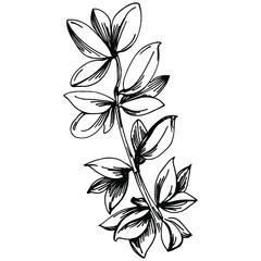 Thyme vector isolated plant with leaves. Herbal engraved style illustration. Detailed organic product sketch.The best for design logo, menu, label, icon, stamp.