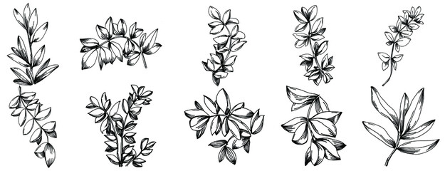 Thyme vector isolated plant with leaves. Herbal engraved style illustration. Detailed organic product sketch.The best for design logo, menu, label, icon, stamp.