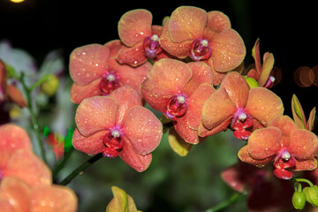 Orange-yellow Vanda orchid, fragrant, is a commercial plant for export, popular culture and...