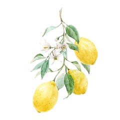 Beautiful image with hand drawn watercolor yellow lemons and flowers. Stock clip art illustration.