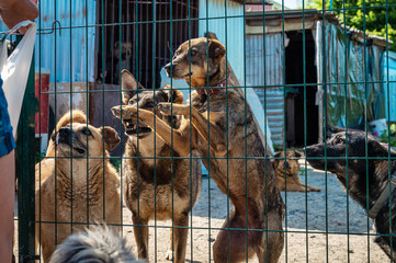 Group of dogs in animal shelter. Homeless eating dogs in a shelter cage Kennel dogs locked.