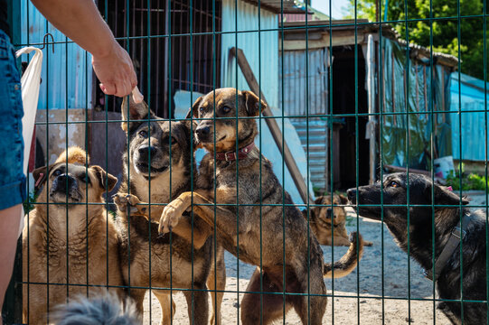 Group of dogs in animal shelter. Homeless eating dogs in a shelter cage Kennel dogs locked.