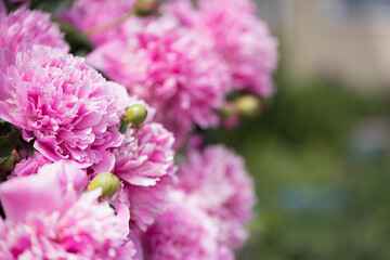 Bush with flowers of pink peonies in the garden in sunlight