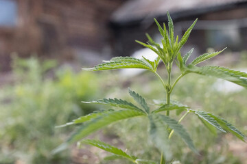 Fototapeta na wymiar Young cannabis hemp plant growing in sunshine