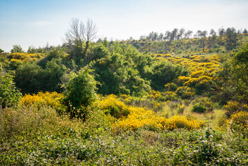 Landscape of Cesane mounts in the region of Pesaro and Urbino, Marche, Italy. Yellow brooms are flowering everywhere. The mount is covered by pine trees and other coniferous