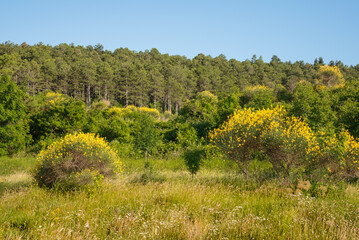 Fototapeta na wymiar Landscape of Cesane mounts in the region of Pesaro and Urbino, Marche, Italy. Yellow brooms are flowering everywhere. The mount is covered by pine trees and other coniferous