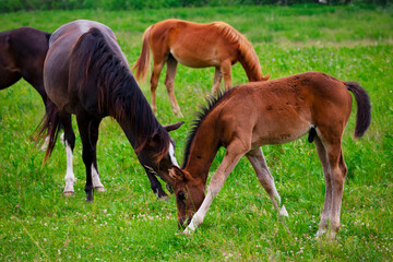 Obraz na płótnie Canvas Horses on the field. Pasture. Bay horse.