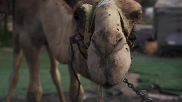 Close up shot of a camels face covered with flies Full HD