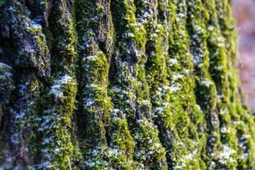 Obraz premium moss on a trunk