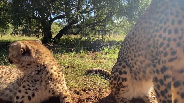 group of wild cheetahs lying quietly on grass on a sunny day. Close up view, static