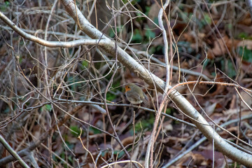 autumn leaves on the ground
