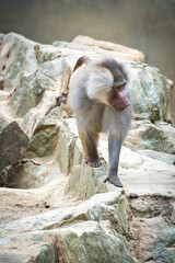Baboon on rock. Relaxed monkeys that live in the family association. Big monkeys