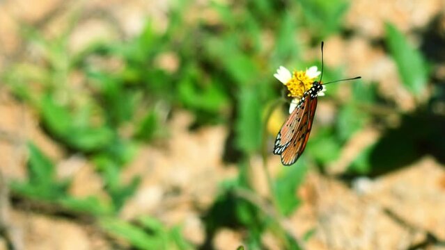 Orange color wing with black stripes assembled with black and white spots, The Tawny Coster (Acraea terpsicore) Butterfly  seeking nectar on  Spanish Needle flower  