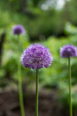 Persian Shallot Blooming Flower