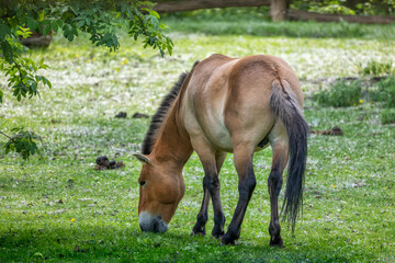 Naklejka na ściany i meble Przewalski horse (Equus caballus przewalskii) grazing in the meadow.