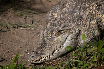 Fototapeta premium The Siamese Freshwater Crocodile Head