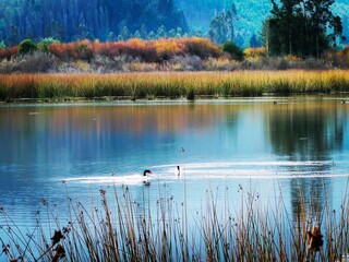 lake in autumn
