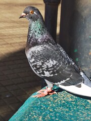 two pigeons on the wall