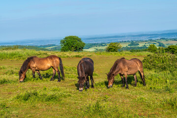 Wild exmoor ponies grazing in English countryside rural scene England uk Quantock Hills Somerset