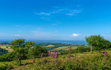 Beautiful countryside view Somerset with pink foxglove flowers from The Quantocks towards...