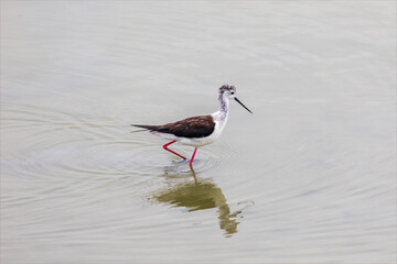 Cavaliere d' Italia, Himantopus himantopus, uccello acquatico selvatico, bianco e nero,  mentre cammina sulla laguna del mare. 