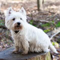 Small white dog sits in the forest on an old stump, square