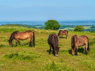 Naklejka na ściany i meble Group of wild ponies grazing in English countryside rural scene England uk Quantock Hills Somerset