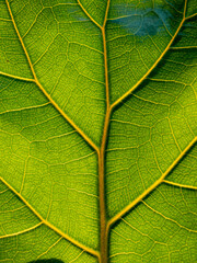 Pattern of Texture Teak Leaf