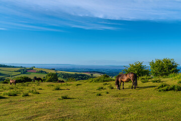 Quantock Hills Somerset pony grazing view to Hinkley Point Nuclear Power Station in sunshine in Uk countryside