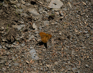 Argynnis paphia butterfly on the ground