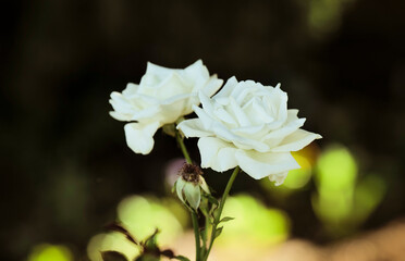 White roses in garden with sunlight and shadow